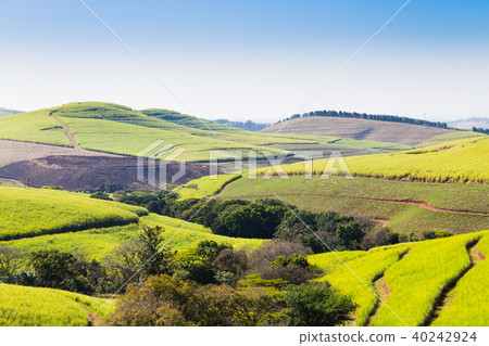 Valley of Thousand hills near Durban,South Africa 40242924
