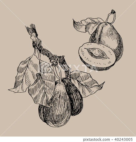 Set of garden fruits engraving style. Isolated on background. Retro style hand drawn illustration Set of garden fruits engraving style. Isolated on background. Retro style hand drawn illustration 40243005