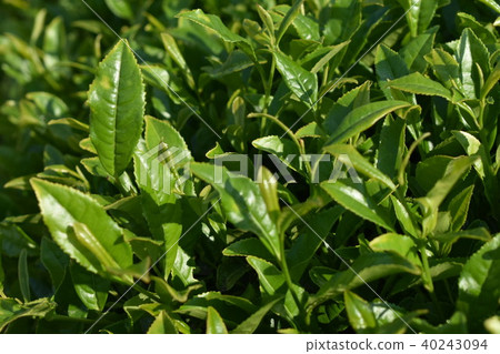 茶葉 40243094