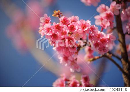 beauty pink cherry blossom sakura branch beauty pink cherry blossom sakura branch 40243148