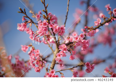 beauty pink cherry blossom sakura branch beauty pink cherry blossom sakura branch 40243149