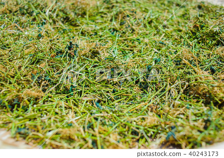 Dried leaf of Jiaogulan, Gynostemma tea leaves 40243173