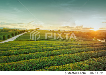 landscape view of choui fong tea plantation 40243194