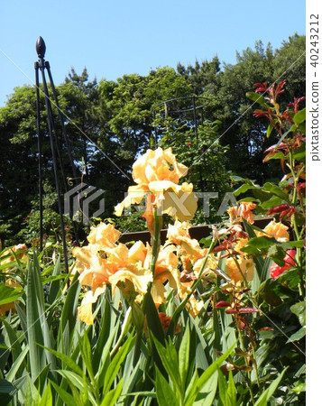 Orange german iris flower Orange german iris flower 40243212