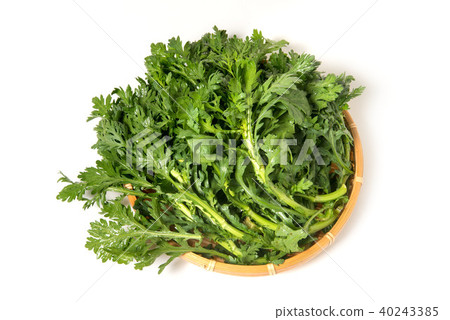 Shanda Shanda 40243385