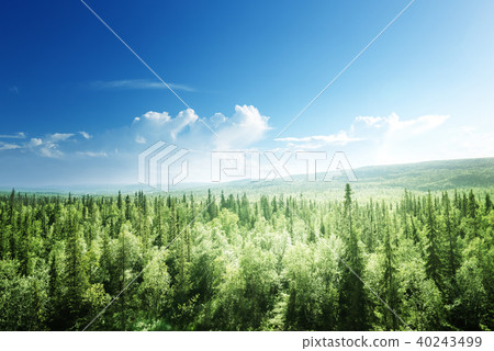 forest in sunny day forest in sunny day 40243499