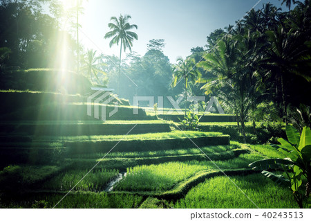 Tegalalang rice terrace, Bali, Indonesia 40243513