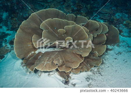 Cabbage coral in the Palau Oolong Channel 40243666