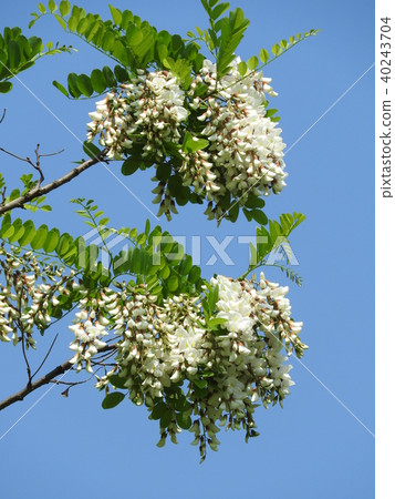 Nice acacia in full bloom 40243704