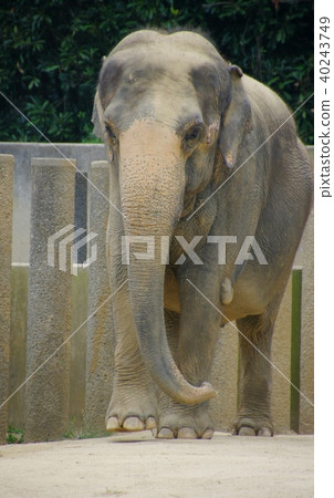 Asian elephant 40243749