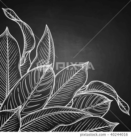 Graphic heliconia leaves Graphic heliconia leaves 40244016