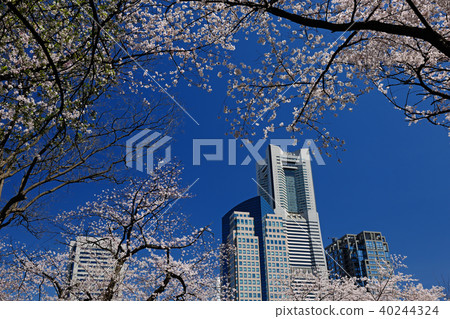 Kanagawa Prefecture Yokohama-shi Minebeyama Park Sakura Minato Mirai Kanagawa Prefecture Yokohama-shi Minebeyama Park Sakura Minato Mirai 40244324
