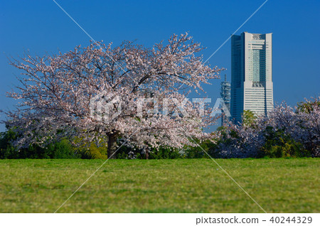 神奈川縣橫濱市Negishi森林公園 神奈川縣橫濱市Negishi森林公園 40244329