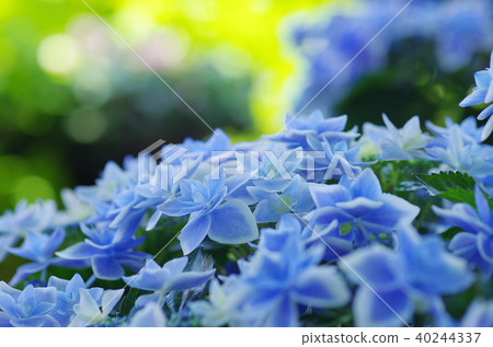 Blue Hung Hydrangea No 2 40244337