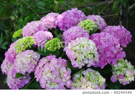 Pink hydrangea Pink hydrangea 40244340