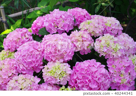Pink hydrangea No2 Pink hydrangea No2 40244341