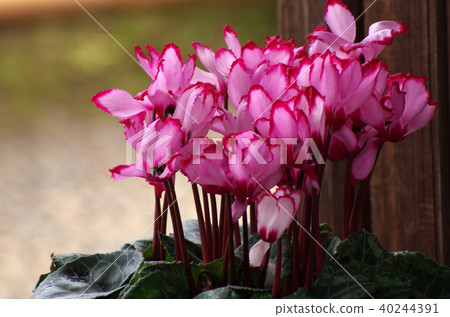 Pink cyclamen Pink cyclamen 40244391