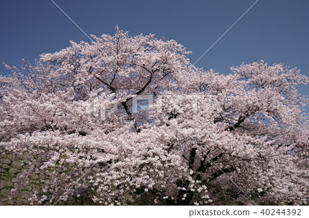 Cherry blossoms of Fukuoka castle ruins Cherry blossoms of Fukuoka castle ruins 40244392