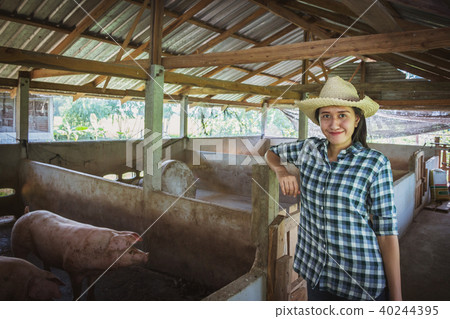 Veterinarian working on check and manage farm 40244395