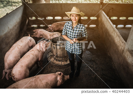Veterinarian working on check and manage farm Veterinarian working on check and manage farm 40244403