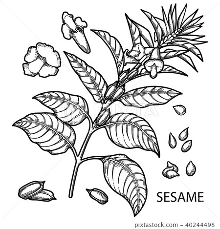Graphic sesame flowers Graphic sesame flowers 40244498
