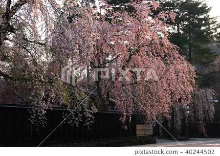 Kakunodate的櫻花盛開 40244502