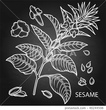 Graphic sesame flowers 40244506
