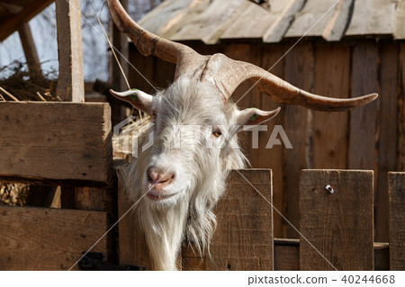 goat's head 40244668
