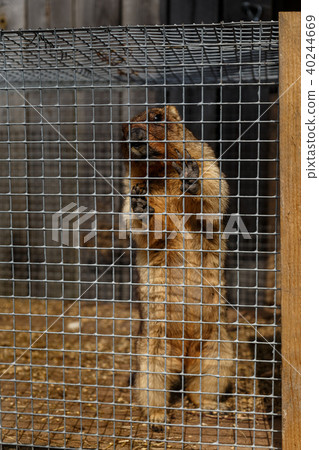 Gopher in the cage 40244669