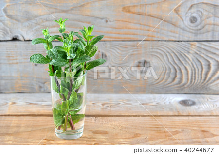 young green fresh mint leaves in a glass beaker 40244677