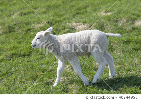 Little lamb on a lawn. 40244953