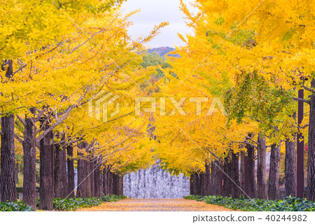 Ginkgo Road Ginkgo Road 40244982