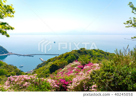 Azaleas and Mihoseki Port of Gohonmatsu Park in Miho Seki in Spring Azaleas and Mihoseki Port of Gohonmatsu Park in Miho Seki in Spring 40245058
