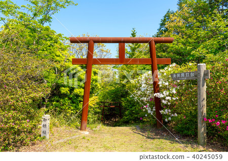 Azalea and Torii of Gohonmatsu Park in Miho Seki in Spring Azalea and Torii of Gohonmatsu Park in Miho Seki in Spring 40245059