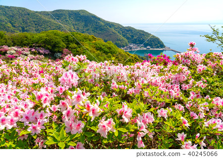 Azaleas and Mihoseki Port of Gohonmatsu Park in Miho Seki in Spring Azaleas and Mihoseki Port of Gohonmatsu Park in Miho Seki in Spring 40245066