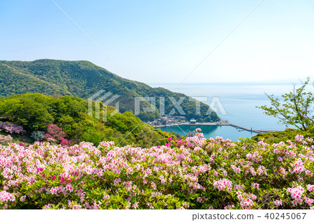 Azaleas and Mihoseki Port of Gohonmatsu Park in Miho Seki in Spring Azaleas and Mihoseki Port of Gohonmatsu Park in Miho Seki in Spring 40245067