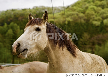Horse的個人資料 Horse的個人資料 40245087