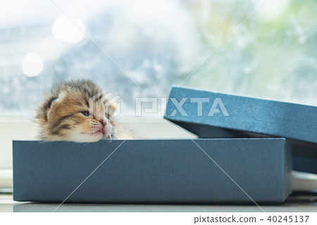 Cute kitten in the box 40245137