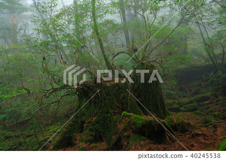 屋久島Shiratani Unsuikyo在春天Yodogawa小徑到霧 40245538