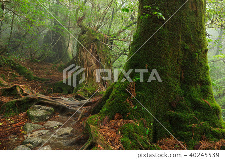 屋久島Shiratani Unsuikyo在春天Yodogawa小徑到霧 40245539