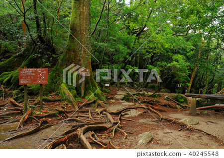 Spring Yakushima Shiratani Unsuikyo Pass Spring Yakushima Shiratani Unsuikyo Pass 40245548