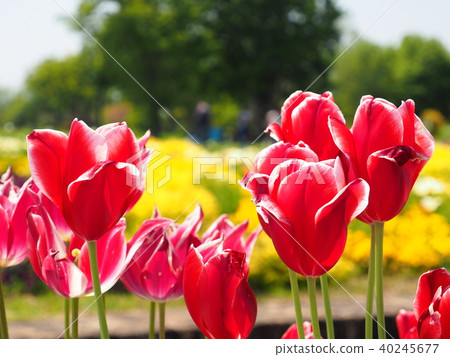 鬱金香明日香 40245677