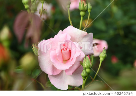 Creamy shade pink beautiful rose 40245784