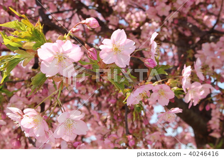 Sakura spring coming Sakura spring coming 40246416