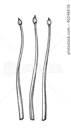 Garlic Chives ink sketch 40246616