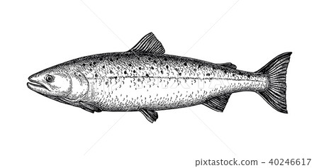 Ink sketch of salmon. 40246617