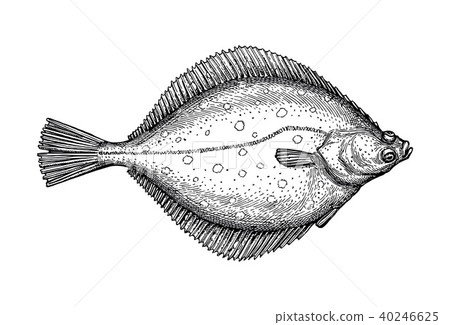 Ink sketch of flounder. 40246625