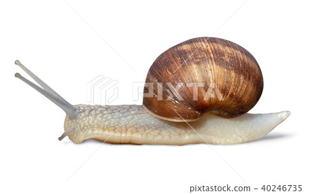 Garden snail isolated on white background 40246735