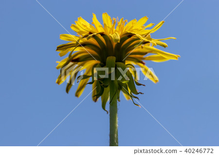 Yellow dandelion over blue sky 40246772