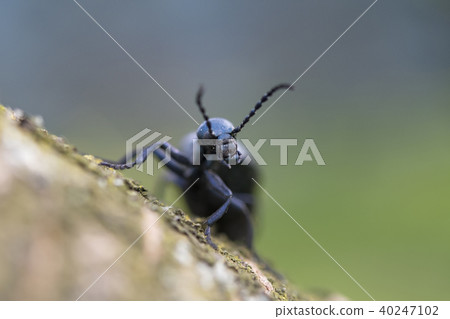 black oil beetle 40247102